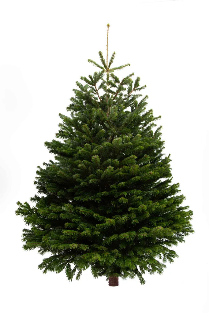 6ft real Nordmann Christmas tree for delivery in London