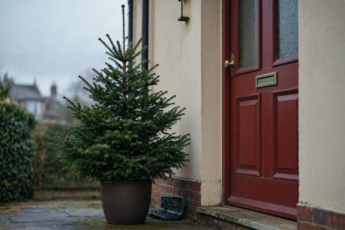 4ft Pot-Grown Nordmann Fir Christmas Tree | Roots Intact