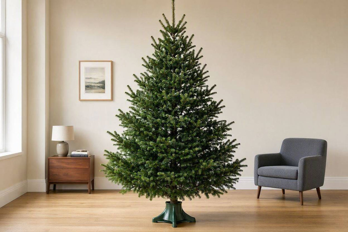 Large 10 to 12 foot real Nordmann Fir Christmas tree