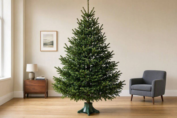 Large 10 to 12 foot real Nordmann Fir Christmas tree
