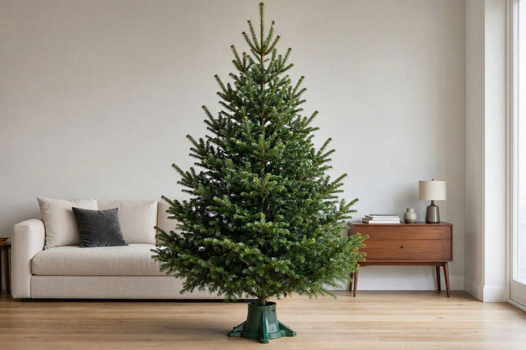 7 to 9 foot real Nordmann Fir Christmas tree