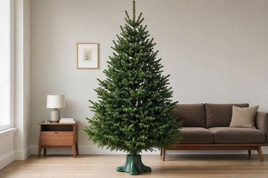 12ft Real Nordmann Fir Christmas Tree | No Needle Drop
