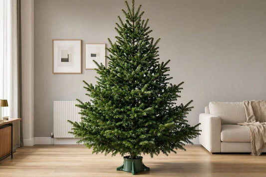 13ft Real Nordmann Fir Christmas Tree | No Needle Drop