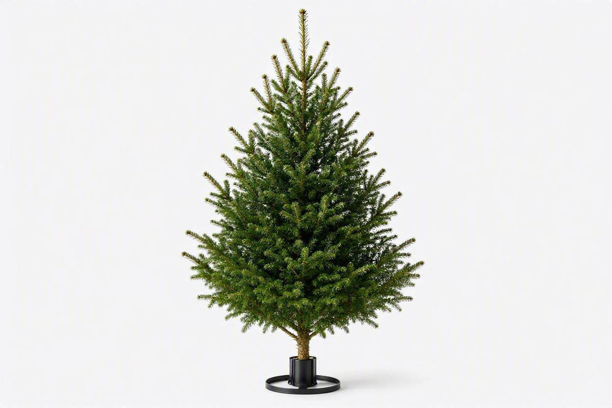 2ft Real Nordmann Fir Christmas Tree | No Needle Drop