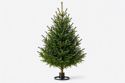 2ft Real Nordmann Fir Christmas Tree | No Needle Drop