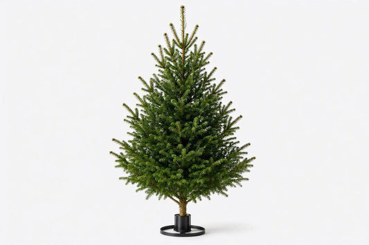2ft Real Nordmann Fir Christmas Tree | No Needle Drop