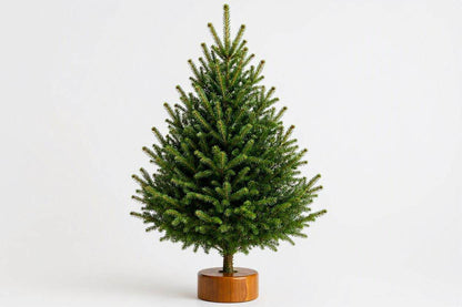 2ft Real Nordmann Fir Christmas Tree – Wood Stand Attached