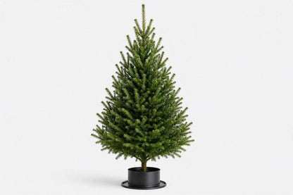 3ft Real Nordmann Fir Christmas Tree | No Needle Drop