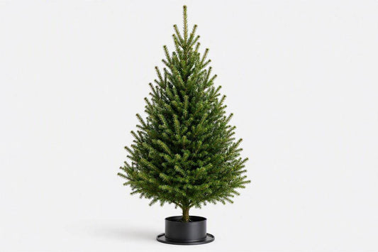 3ft Real Nordmann Fir Christmas Tree | No Needle Drop