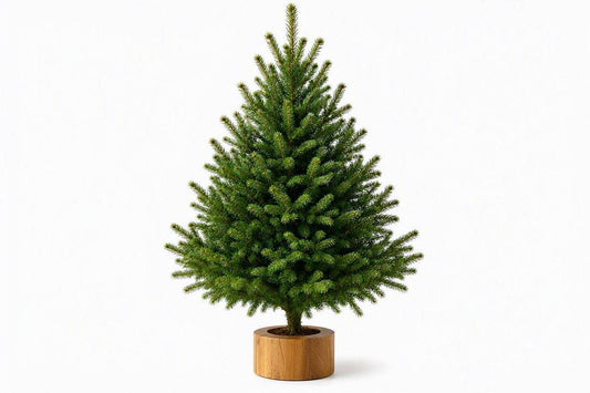 3ft Real Nordmann Fir Christmas Tree – Wood Stand Attached