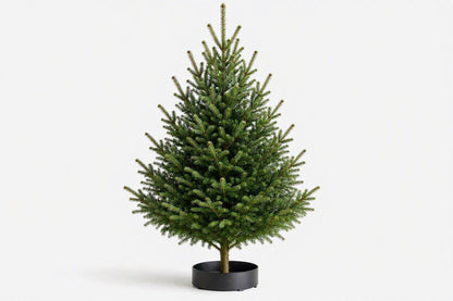 4ft Real Nordmann Fir Christmas Tree | No Needle Drop