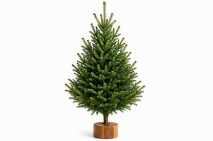4ft Real Nordmann Fir Christmas Tree – Wood Stand Attached