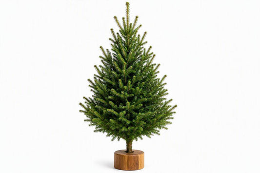 4ft Real Nordmann Fir Christmas Tree – Wood Stand Attached