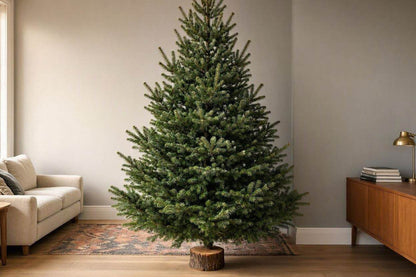 5ft Real Nordmann Fir Christmas Tree – Wood Stand Attached