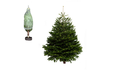 5 ft Nordmann Fir Premium Grade Real Christmas Tree (Non Drop) + Wood Block Stand Attached🎄