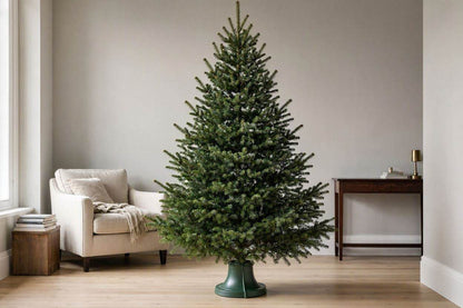 8ft Real Nordmann Fir Christmas Tree | No Needle Drop