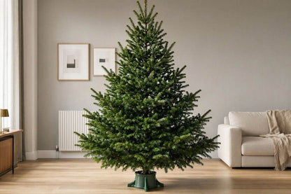 9ft Real Nordmann Fir Christmas Tree | No Needle Drop
