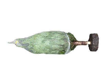 🎄4 ft Nordmann Fir Premium Grade Real Christmas Tree (No needle drop) With Wood Block Stand Attached