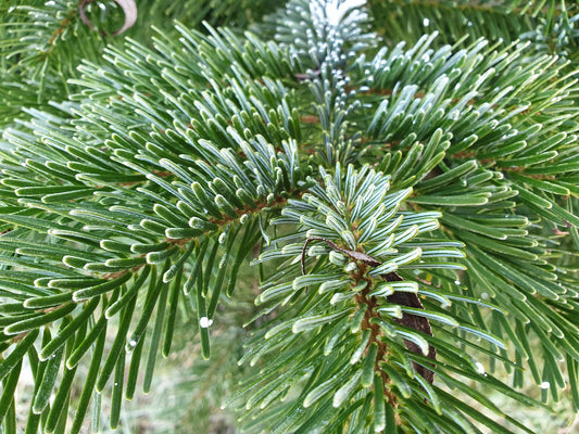 🎄11 ft Nordmann Fir Premium Grade Real Christmas tree (Non Drop)