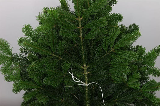 Nordmann Fir Foliage Bunch - (7 branches)