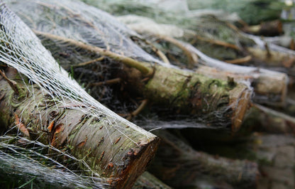 10 ft Nordmann Fir Premium Grade Real Christmas Tree (No needle drop) With Stand🎄