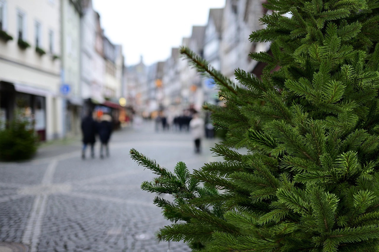 8 ft Nordmann Fir Premium Grade Real Christmas Tree (Non Drop) + Tree Stand (LIMITED STOCK)🎄