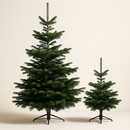 Little & Large Deal - 6 ft + 3 ft Real Christmas Trees