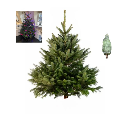 🎄2 ft Nordmann Fir Premium Grade Real Christmas tree (Non Drop)
