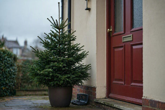 2ft Pot-Grown Nordmann Fir Christmas Tree | Roots Intact