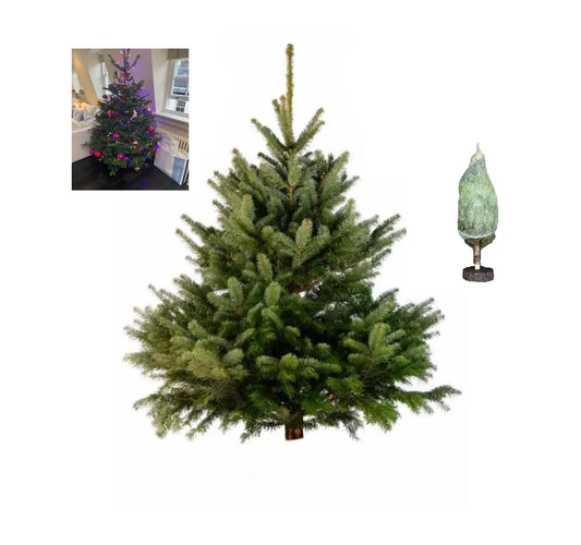 🎄4 ft Nordmann Fir Premium Grade Real Christmas Tree (Non Drop) + Wood Block Stand Attached