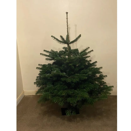 🎄3 ft Nordmann Fir Premium Grade Real Christmas tree (No needle drop)