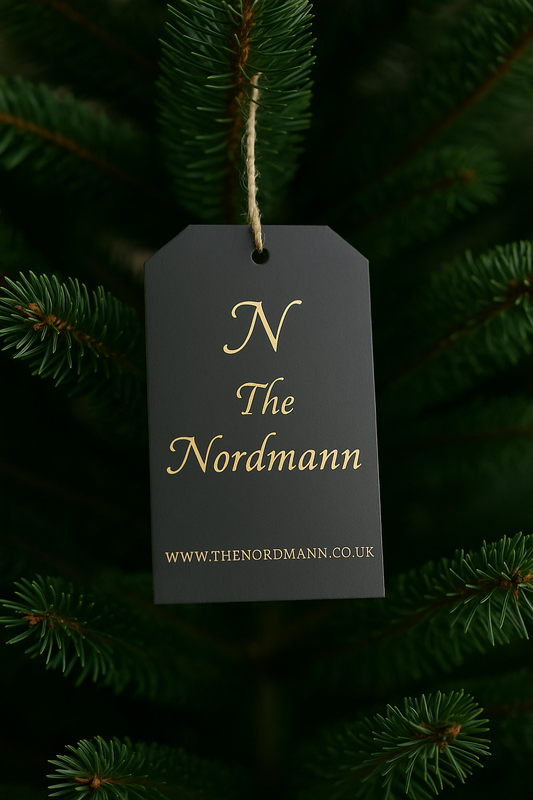 🎄3 ft Nordmann Fir Premium Grade Real Christmas Tree (Non Drop) + Wood Block Stand Attached