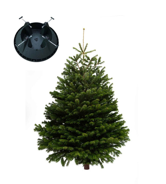 🎄10 ft Nordmann Fir Premium Grade Real Christmas Tree (Non Drop) + Stand (LIMITED STOCK)